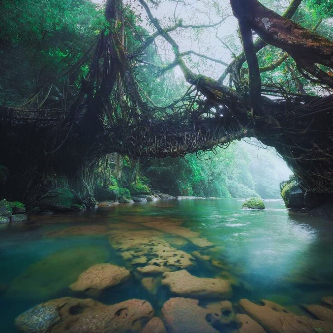 Root bridge in meghalaya